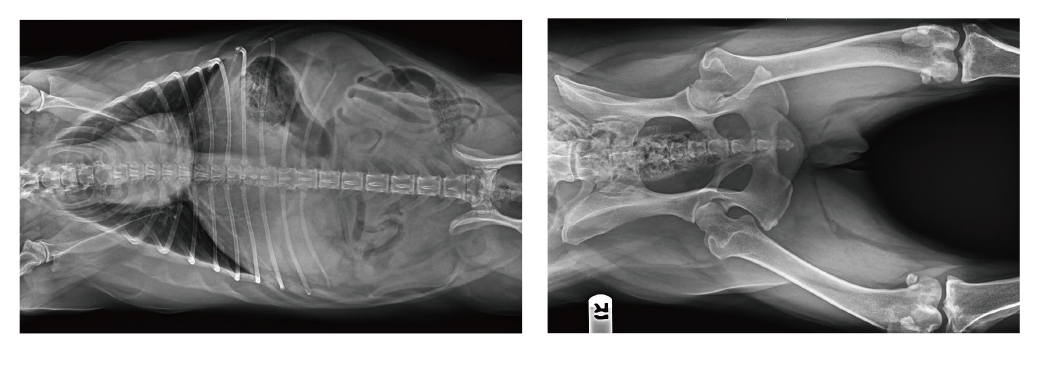 寵物x射線機(jī)臨床圖像